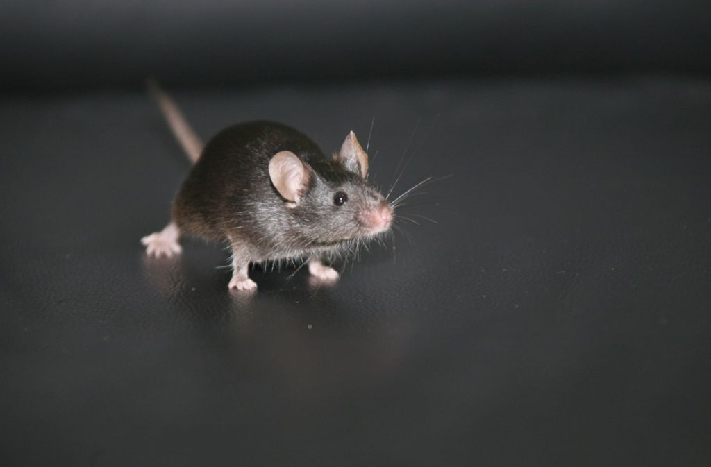 Bei den Ermittlungen geht es um Versuche mit Mäusen (Symbolbild). Foto: dpa