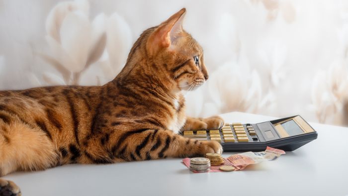 Vorschaubild zum Artikel Wie viel kostet eine Katze pro Monat?