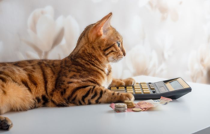 Wie viel kostet eine Katze im Monat?
