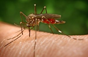 Was gegen Mücken hilft