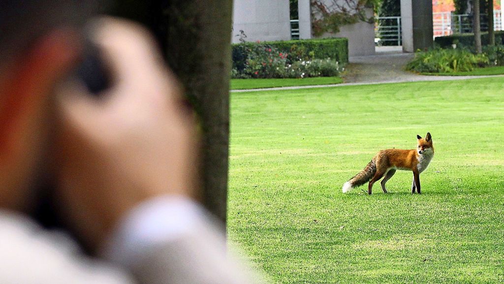 Wildtiere in der Stadt: Wenn der Fuchs durch den Vorgarten streift