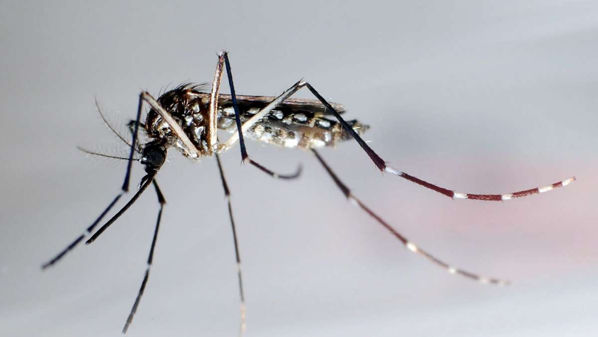 Tropische Insekten: Keine Tigermücken mehr in Möhringen