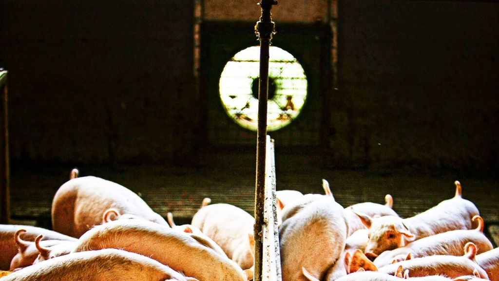 Prozess um Schweinezuchtbetrieb: Blumige Worte für qualvolle Zustände