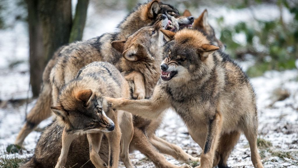 Umweltministerkonferenz: Ministerium lehnt Jagdrecht für Wölfe ab