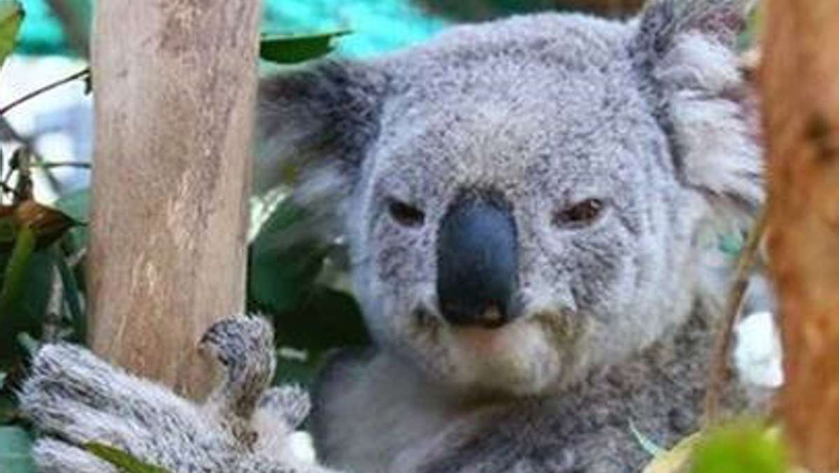 Australien: Die wundersame Rettung des angefahrenen Koalas Wazza