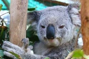 Die wundersame Rettung des angefahrenen Koalas Wazza