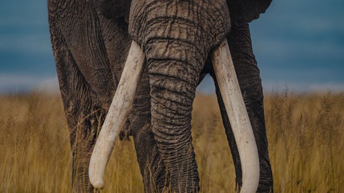 Wie der Elfenbein-Schmuggel Elefanten bedroht