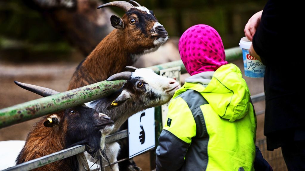 Nymphaea in Esslingen: Der Tierpark plant den Wiedereinstieg