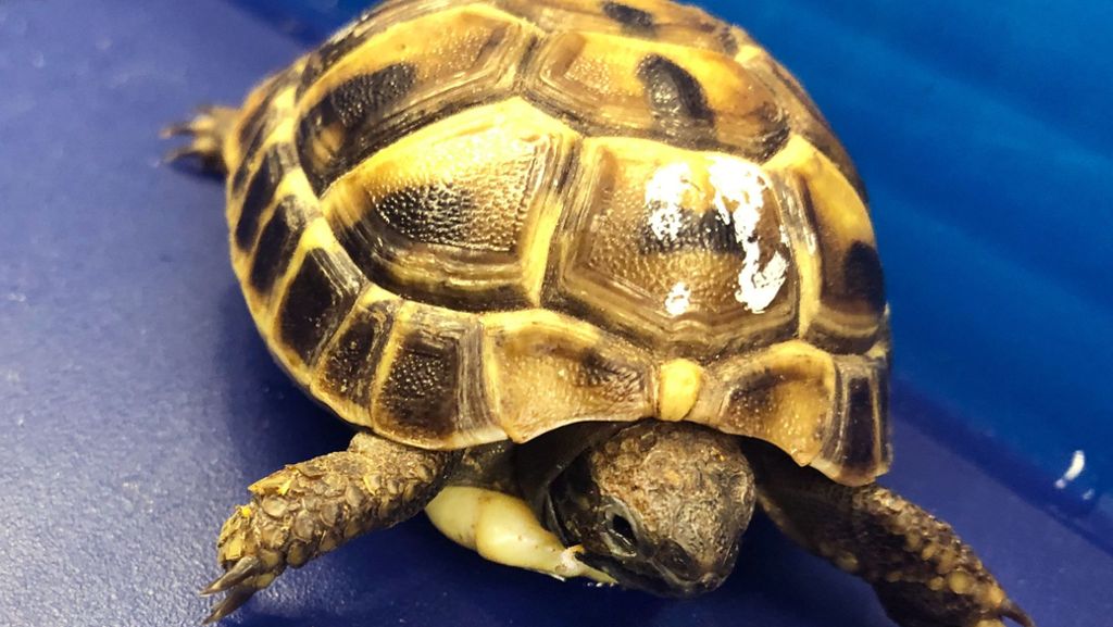  Bei einem aus Österreich eingereister Mann hat der Zoll am Münchener Flughafen eine lebende Schildkröte entdeckt. Der 63-Jährige transportierte das Tier in seiner Bauchtasche. 