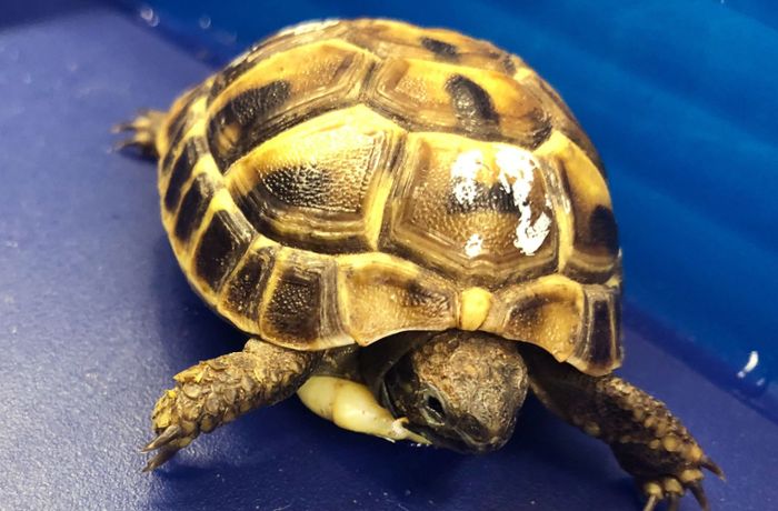 Zoll stoppt Mann mit lebender Schildkröte in Bauchtasche