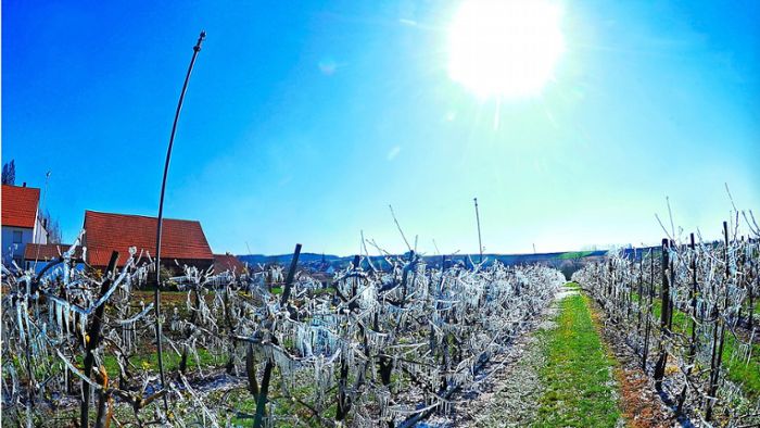 Hat der Frost   im Obst- und Weinbau Schaden verursacht?