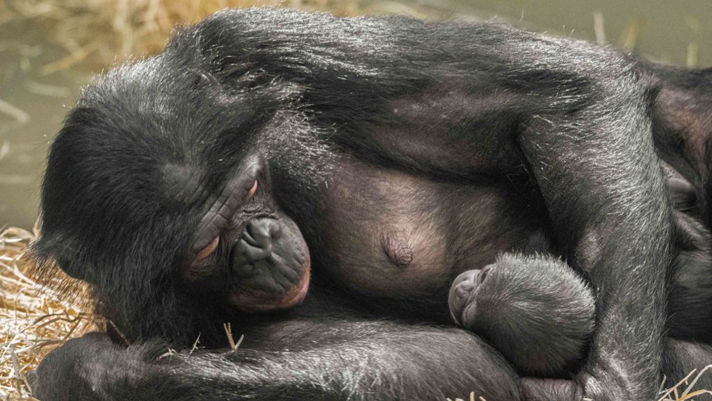 Wilhelma: Bonobo-Baby geboren – Tierart vom Aussterben bedroht