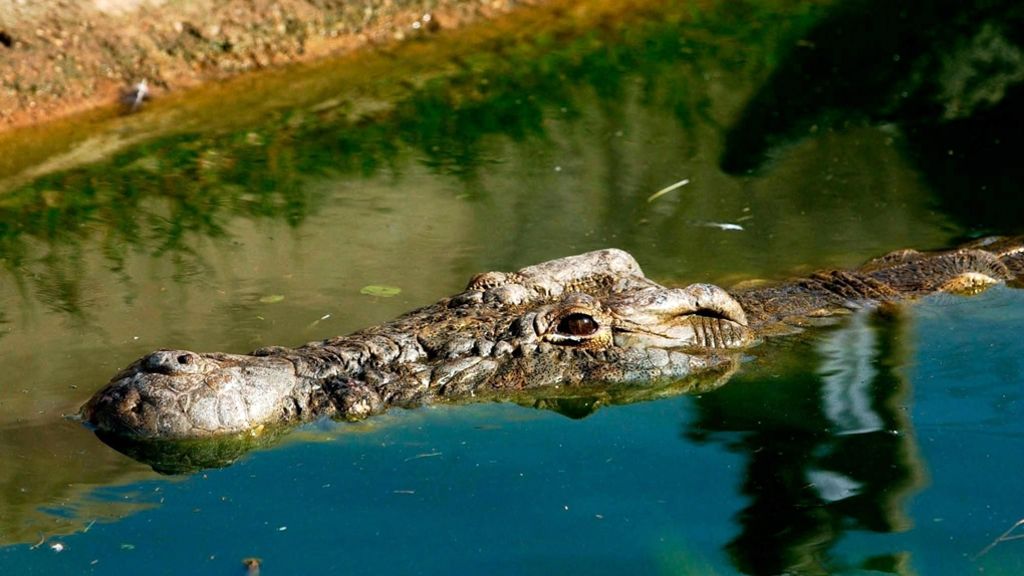 Australien: Mann wehrt Krokodilattacke mit Schraubenschlüssel ab
