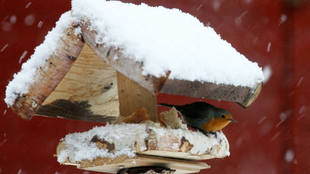 Nabu-Zählung: Warum sind so wenige Wintervögel in unseren Gärten?