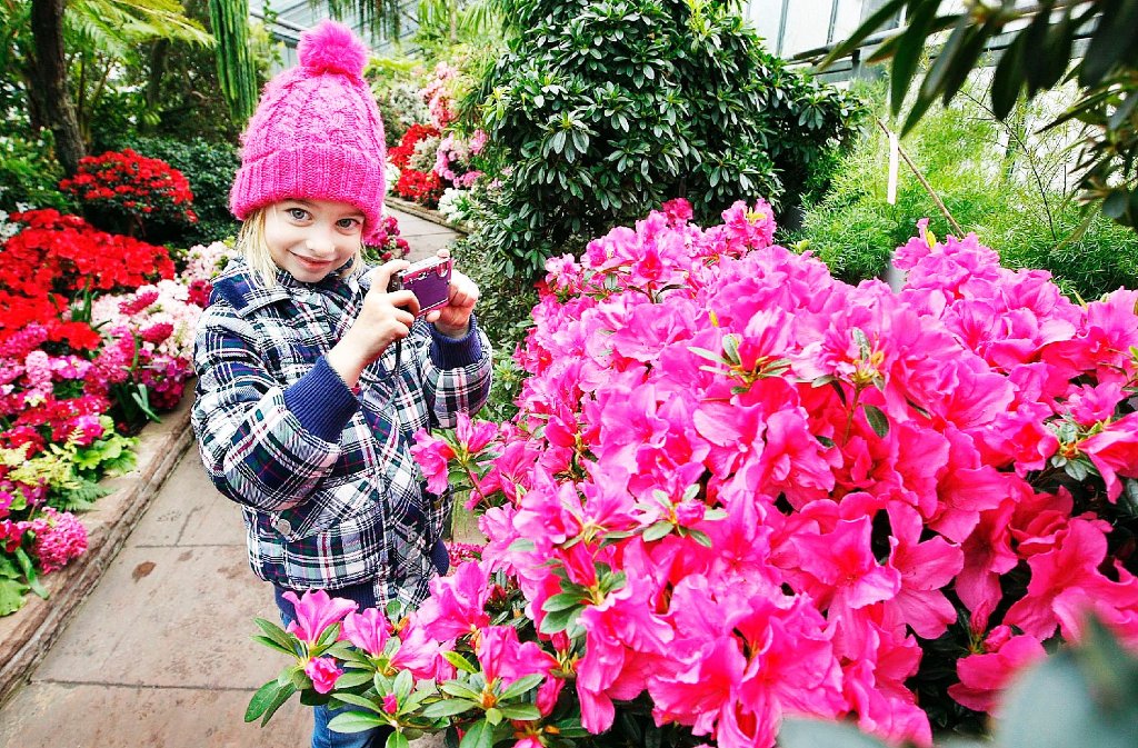 Draußen noch Winter, drinnen schon Frühling: Die rosafarbene Pudelmütze der kleinen Besucherin wetteifert mit der Blütenpracht der Azaleen in der Wilhelma.  Foto: Wilhelma