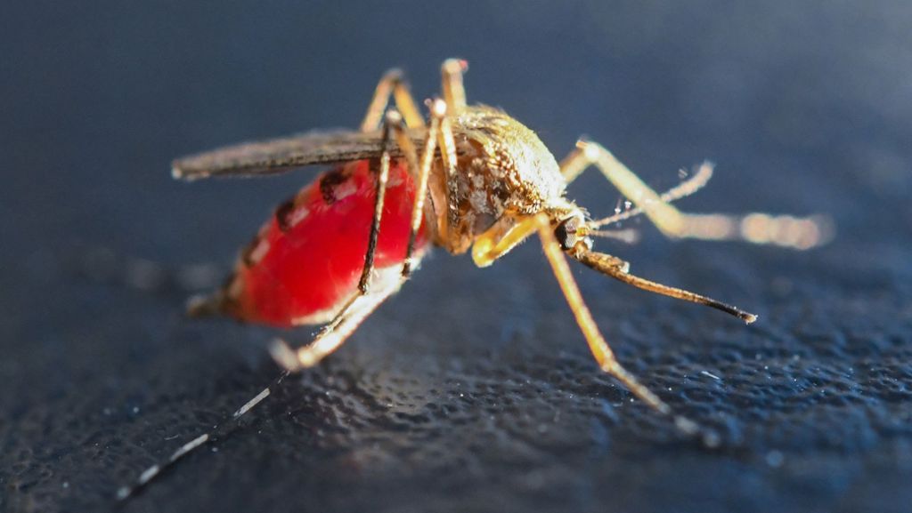 Trockenheit im Südwesten: Hitze verhindert eine Stechmückenplage