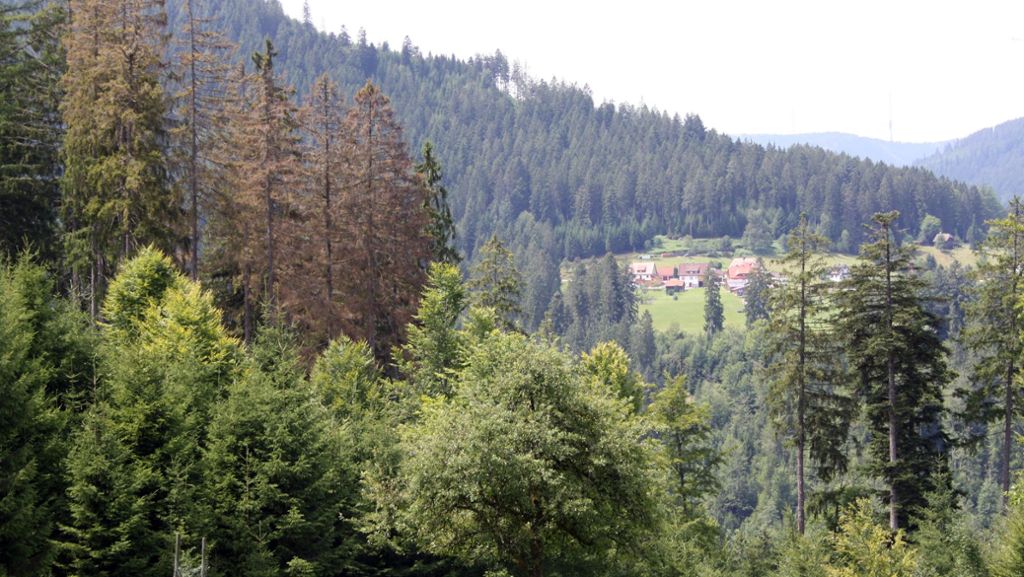 Nationalpark Schwarzwald: Untersteller optimistisch für die Zukunft des Waldes