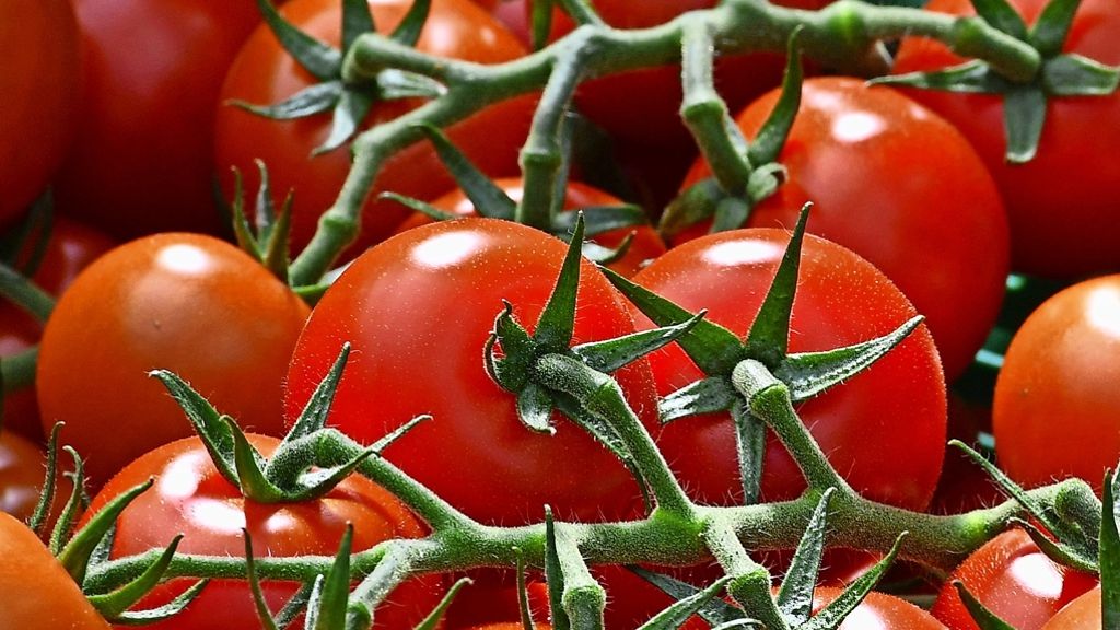 Wie Pflanzen Schädlinge abwehren: Tomate gegen Teufelszwirn