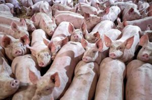 Staatliches Tierhaltungslogo für Fleisch kommt an den Start