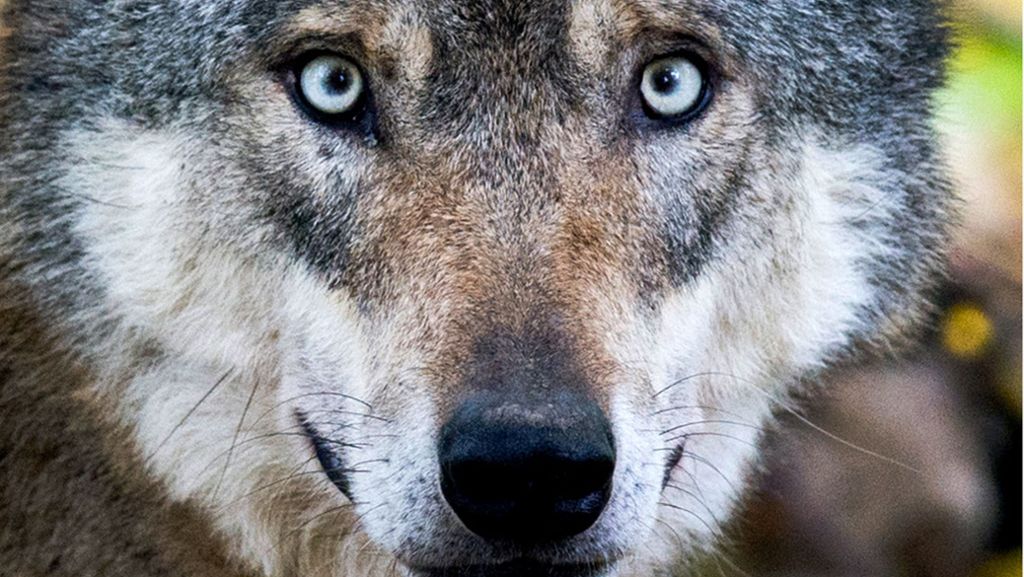 Kreis Rastatt: Wolf riss Schafe in Gernsbach - Verdacht bestätigt