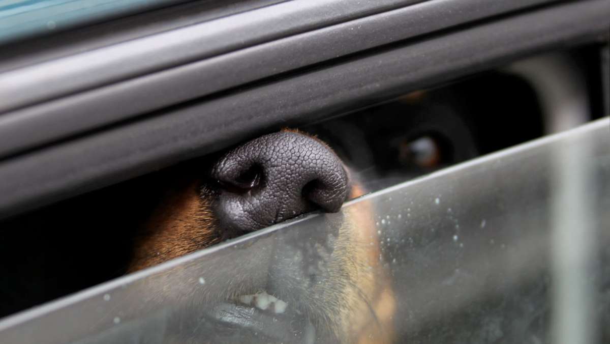Vorfall in Friedrichshafen: Mann geht ins Freibad und lässt Hund bei Hitze im Auto zurück