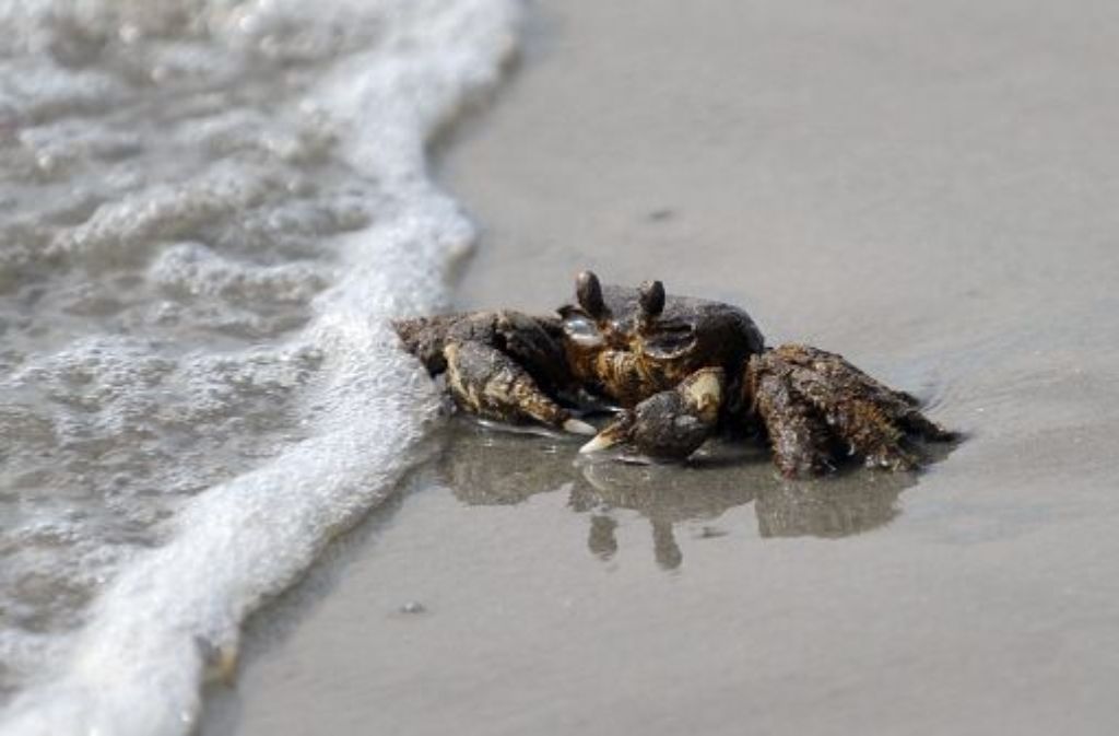 Laut Unmweltorganisationen sind bereits Schildkröten von Öl verschmiert.