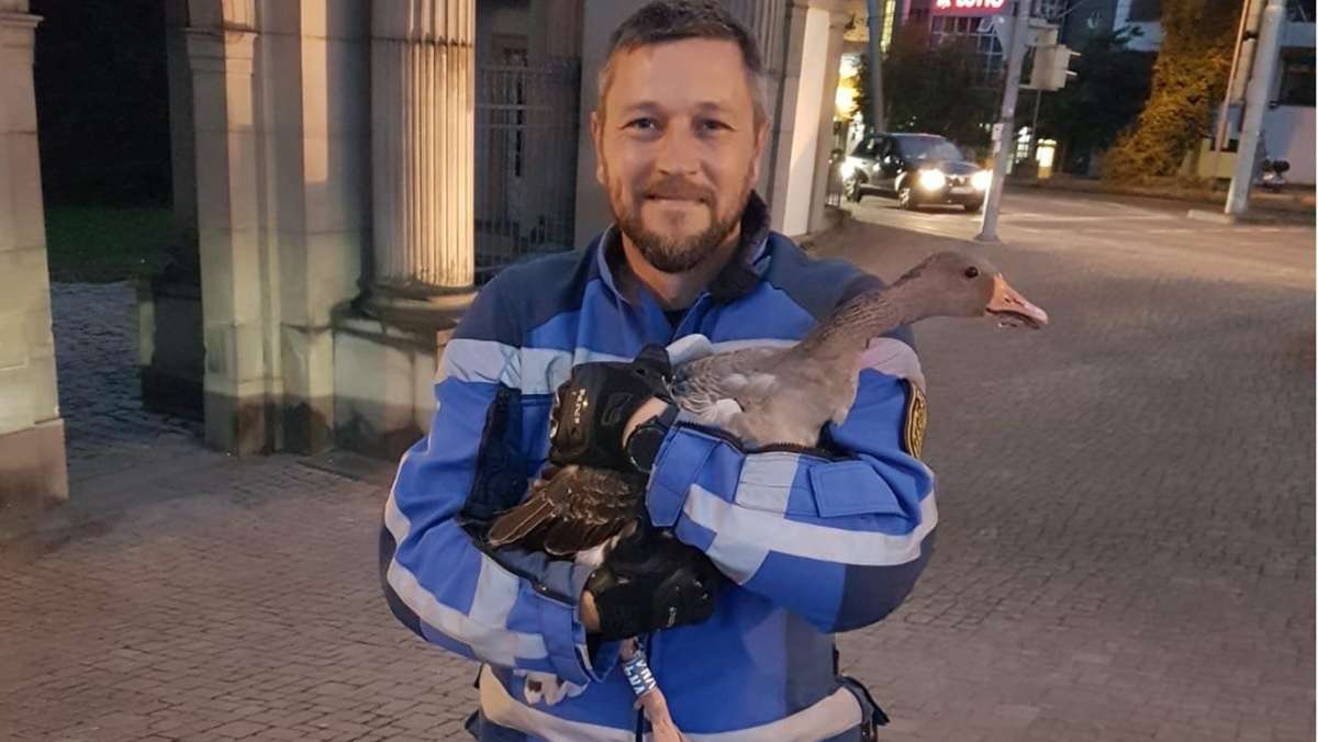Tierisches aus Stuttgart: Polizei rettet Gans von Löwentor-Kreuzung