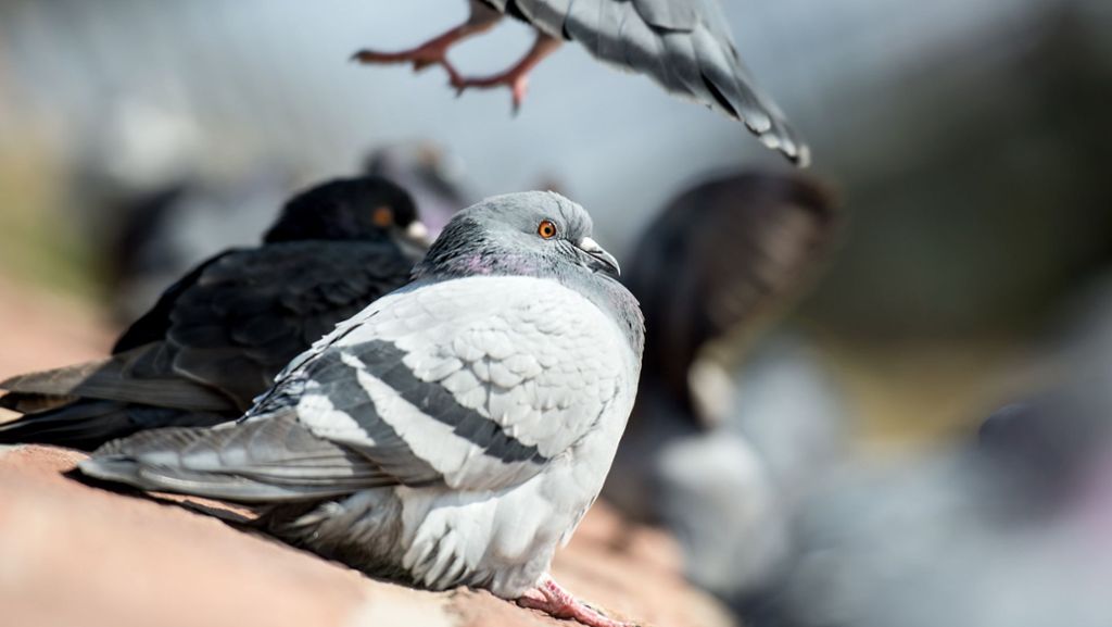 Empfingen im Kreis Freudenstadt: Etwa 50 geköpfte Tauben gefunden