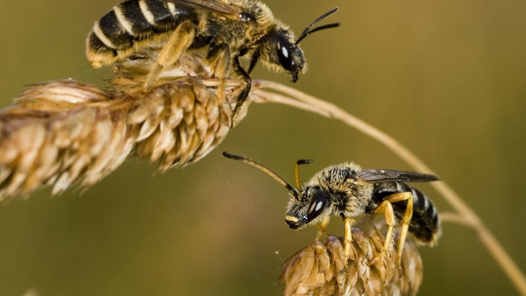 Erster Weltbienentag: Ausgesummt: Gefährdete Wildbienen