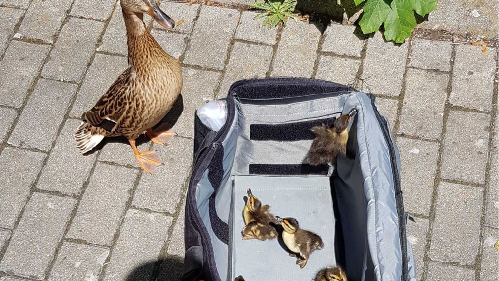 Entenfamilie in Tübingen auf Abwegen: Polizist sammelt Küken ein –  Muttertier schaltet auf Angriff