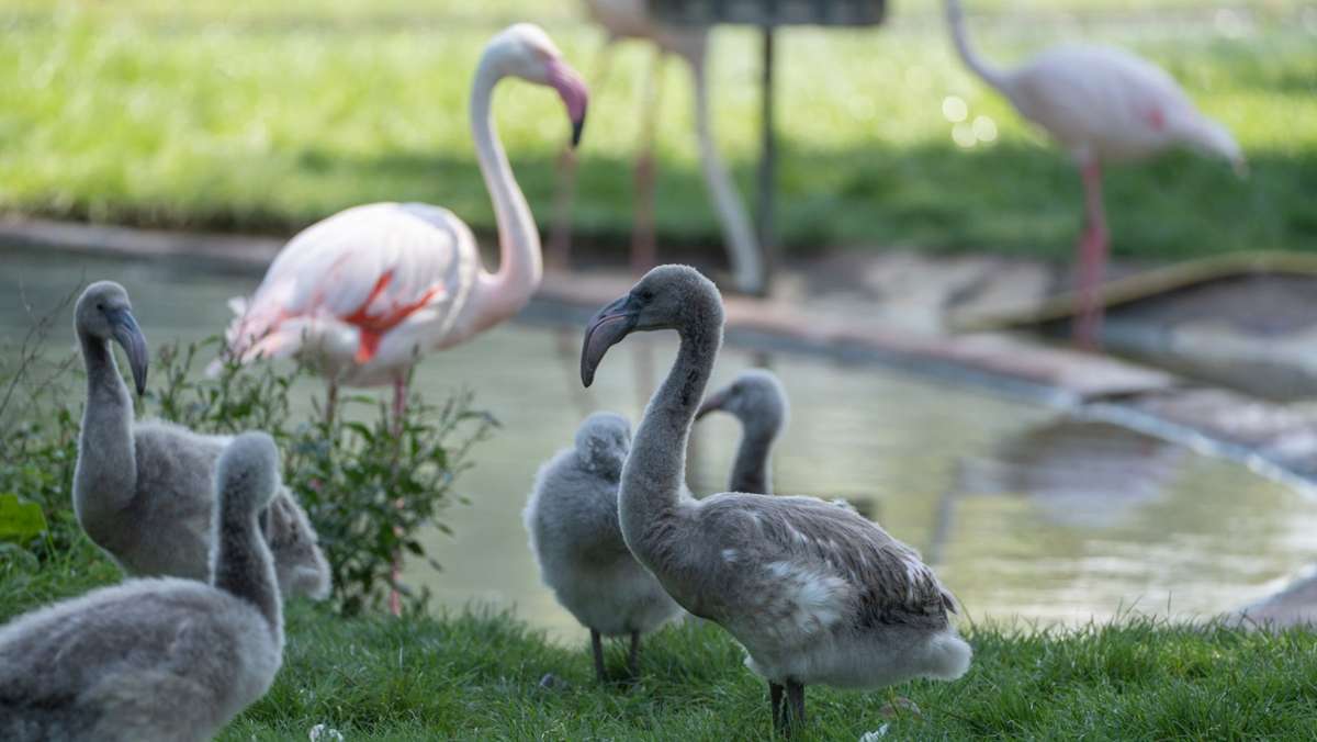 Flauschiger Nachwuchs in der  Wilhelma: Sieben süße Flamingoküken geschlüpft