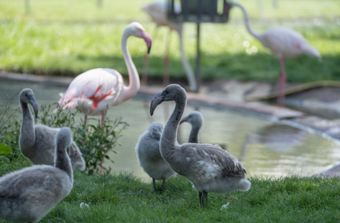 Flauschiger Nachwuchs in der  Wilhelma: Sieben süße Flamingoküken geschlüpft