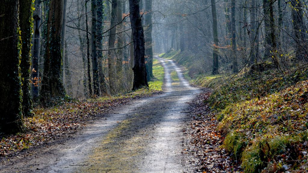Umweltskandal im Naturschutzgebiet Stromberg: Waldwege mit Giftstoffen verseucht