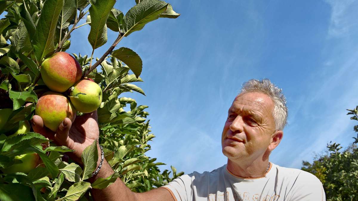 Obsternte in Stuttgart-Uhlbach: Trockenheit setzt auch den Äpfeln zu