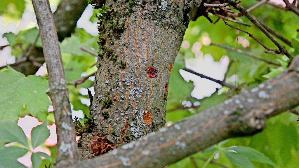 Gefährlicher Asiatischer Laubholzbockkäfer: Erster Käfer in Altdorf gefunden