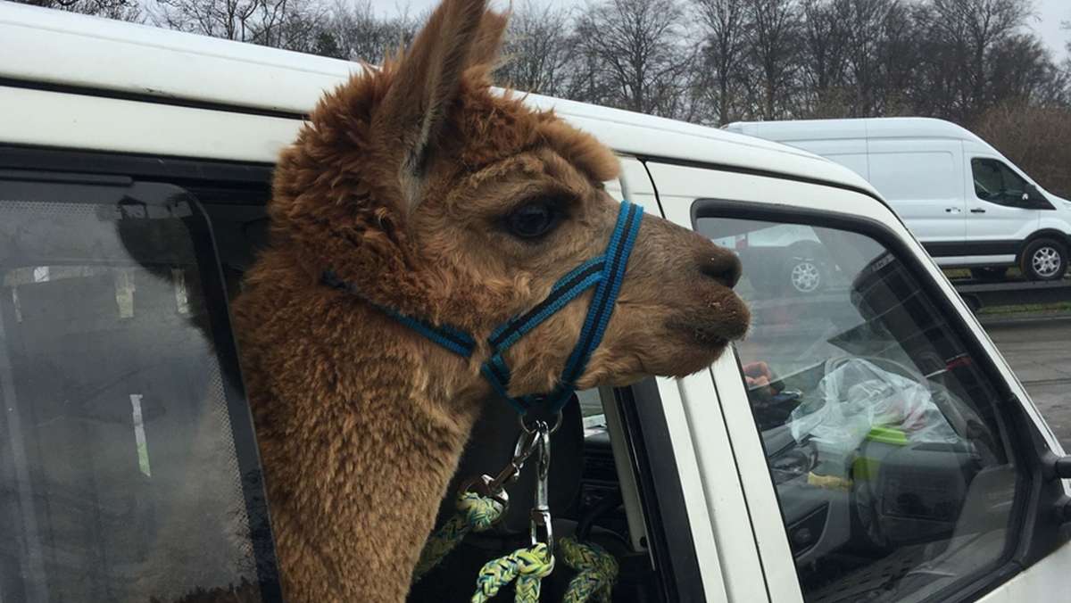 Verkehrskontrolle am „Sindelfinger Wald“: Ist das ein Alpaka im Auto?