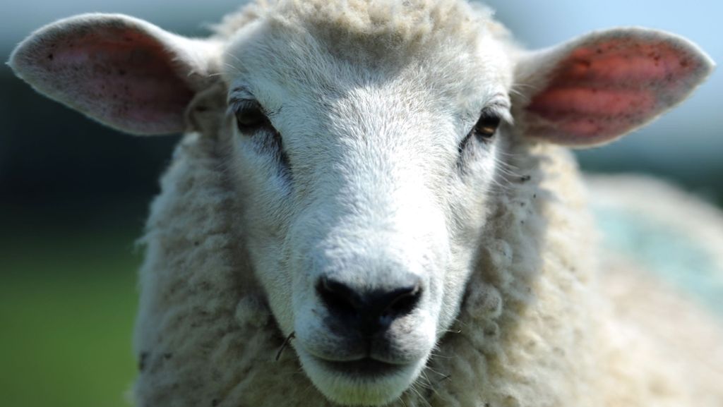 In Afghanistan: Politiker muss wegen Ohrfeige 300.000 Dollar zahlen – und ein Schaf