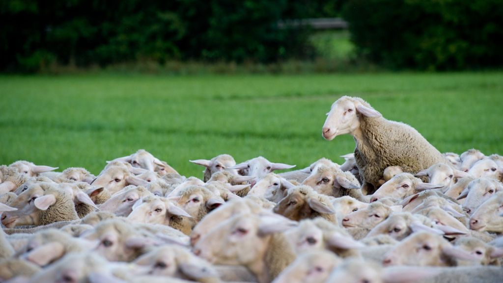 Baden-Württemberg: Polizei rettet Schafe vor Erstickungstod im Zaun
