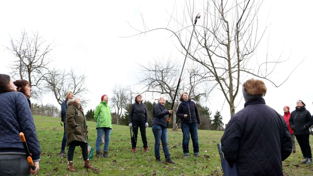 Lehrgang in Rudersberg: Beim Baumschnitt geht es nicht um   Optik