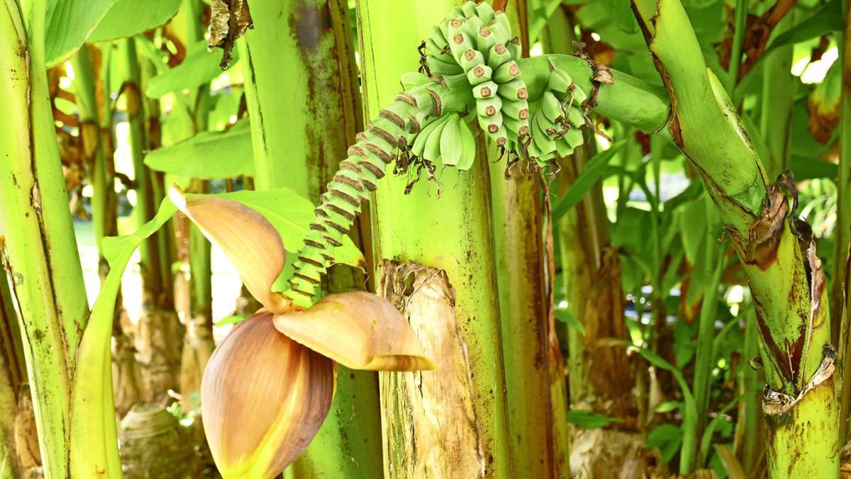 Hingucker in Plieningen: Mini-Bananen aus dem eigenen Garten