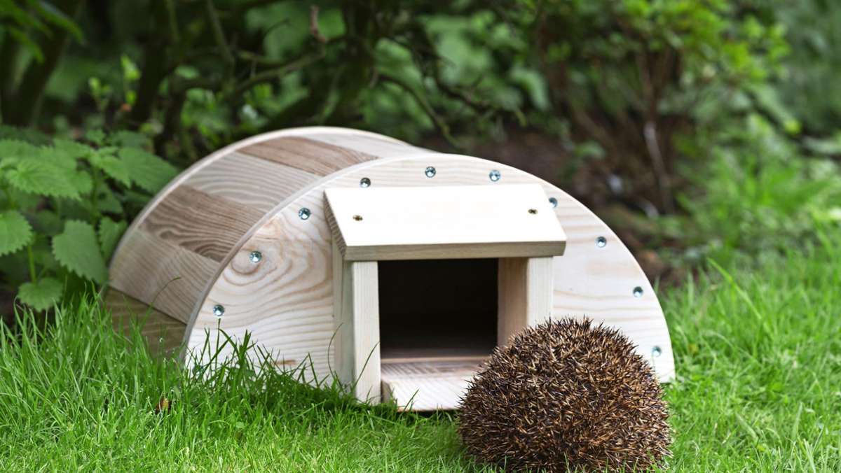 Tierschutz im Garten: Braucht der Igel wirklich ein Hotel?