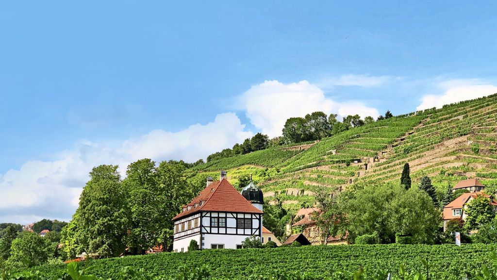 Sächsische Weine: Liebe auf den  zweiten Schluck