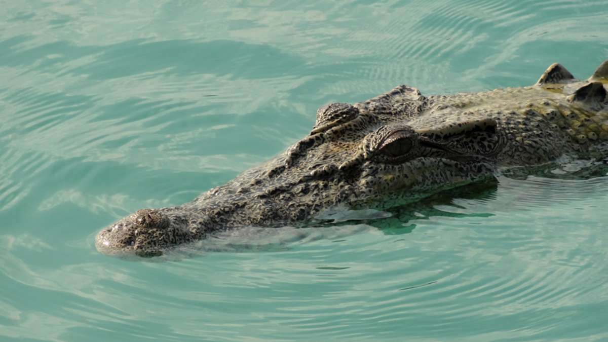 7 vs. Wild in Panama: Leben Krokodile im Meer?