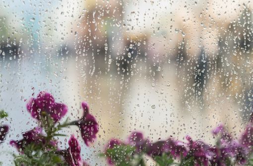 In diesem Artikel zeigen wir Ihnen, wie Sie vorgehen müssen, wenn Sie Ihre Fenster auch bei Regen putzen.