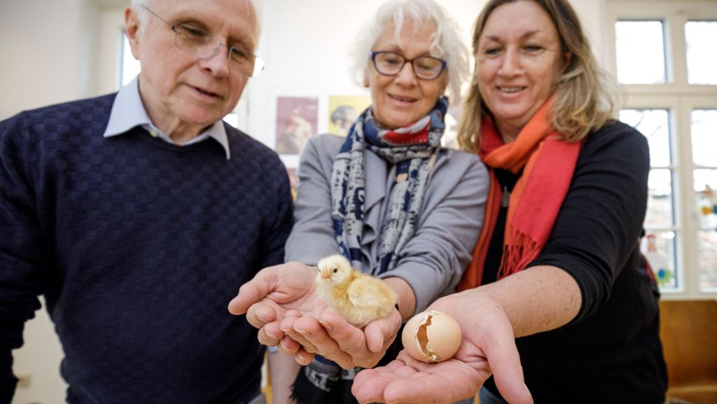 Hühner-Ausstellung in Welzheim: Geschichten vom lieben Federvieh