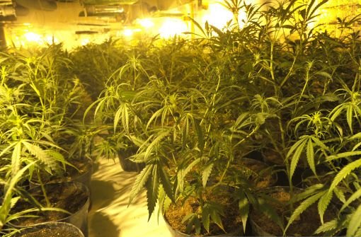 13.1.: Cannabisplantage nach Notruf entdeckt