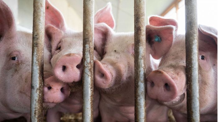 Mehr Transparenz beim Tierwohl: Verbraucher stimmen an der Fleischtheke ab