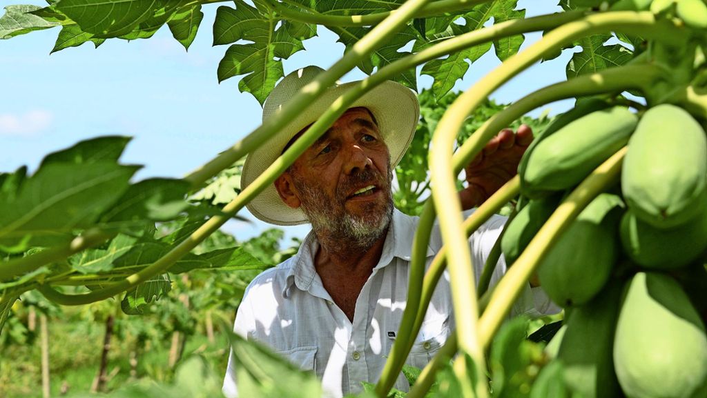 Corona-Krise: Auch der Papaya-König leidet unter Corona