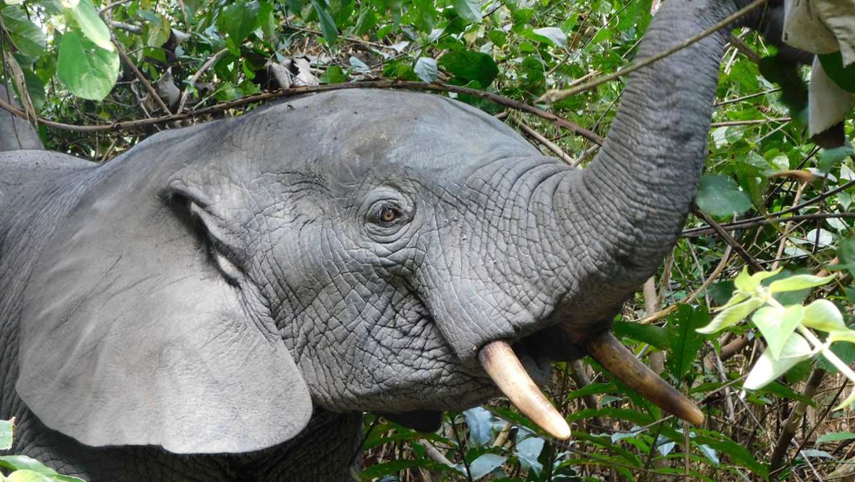 Welttag der bedrohten Dickhäuter: Alle 15 Minuten stirbt ein Elefant durch Wilderei