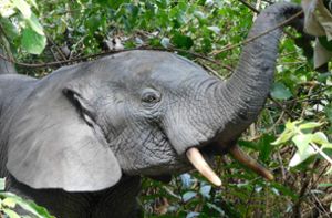Alle 15 Minuten stirbt ein Elefant durch Wilderei